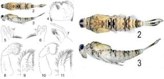 شناسایی ۱۸ گونه جدید از حشرات آبزی ایران