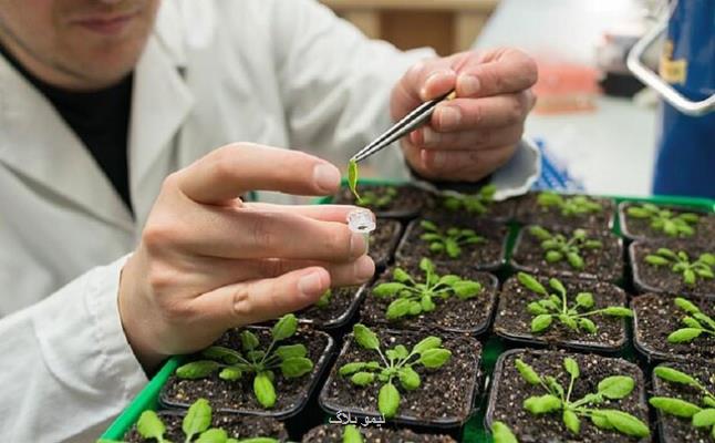راه اندازی تنها کلینیک گیاه پزشکی درجه یک دانشگاهی در دانشگاه آزاد