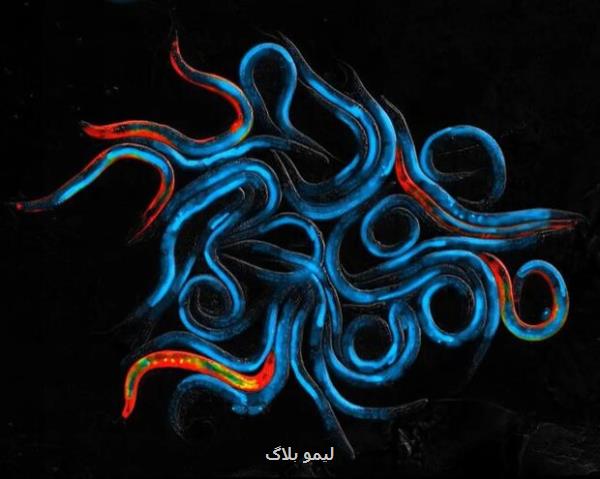 کرم های آزمایشگاهی با دریافت نور عمر طولانی می کنند