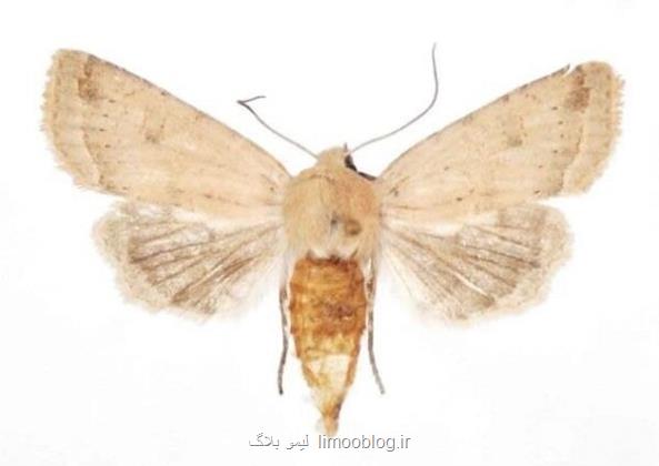 کشف گونه ای جدید از پروانه ها توسط پژوهشگران ایرانی
