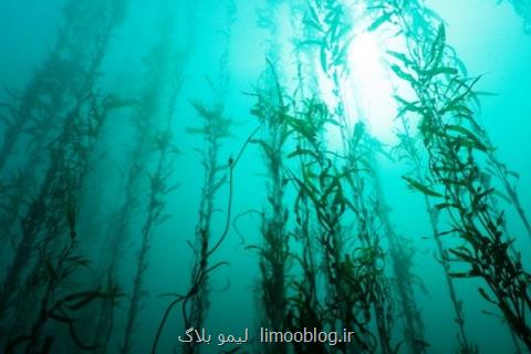 راه اندازی گلخانه دریایی با انرژی تجدیدپذیر