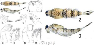 شناسایی ۱۸ گونه جدید از حشرات آبزی ایران