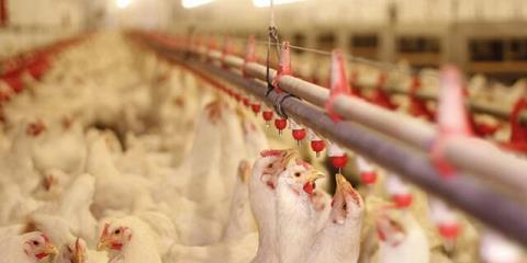 عرضه داروی گیاهی برای درمان نوعی بیماری انگلی طیور