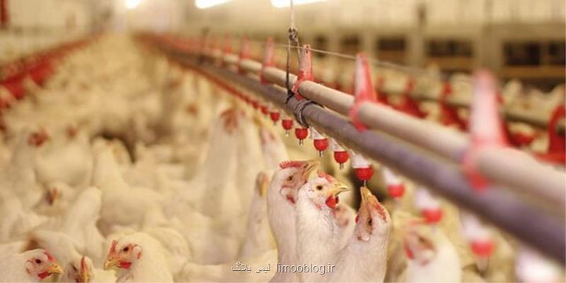 عرضه داروی گیاهی برای درمان نوعی بیماری انگلی طیور