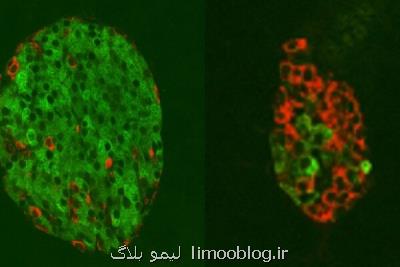 روش جدید احیای سلولی برای درمان دیابت